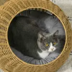 PawHut Wicker Cat House with Washable Cushion for Indoor Cats in Light Brown