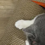 2 in 1 Cat Scratching Board with Catnip, Car-shaped by PawHut