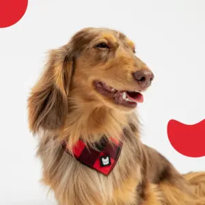 Red Plaid Poplin Dog Harness Adjustable, Secure & Stylish