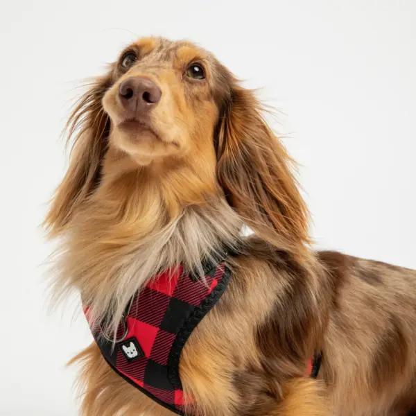Red Plaid Poplin Dog Harness Adjustable, Secure & Stylish