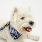 Poplin Dog Bandana Collar Blue Tie Dye Adjustable with Metal Buckle