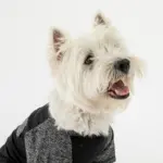 Urban Fit Dog Tee Black Athletic T-Shirt with Pocket & Raglan Sleeves