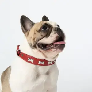 Rotterdam Bones Dog Collars